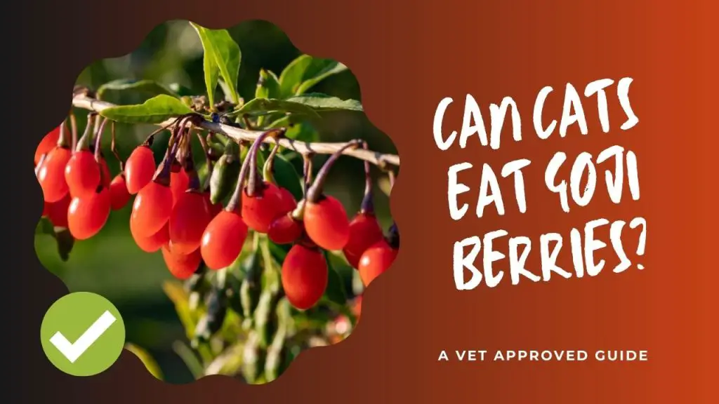 Can Cats Eat Goji Berries