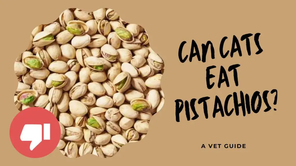 Can Cats Eat Pistachios