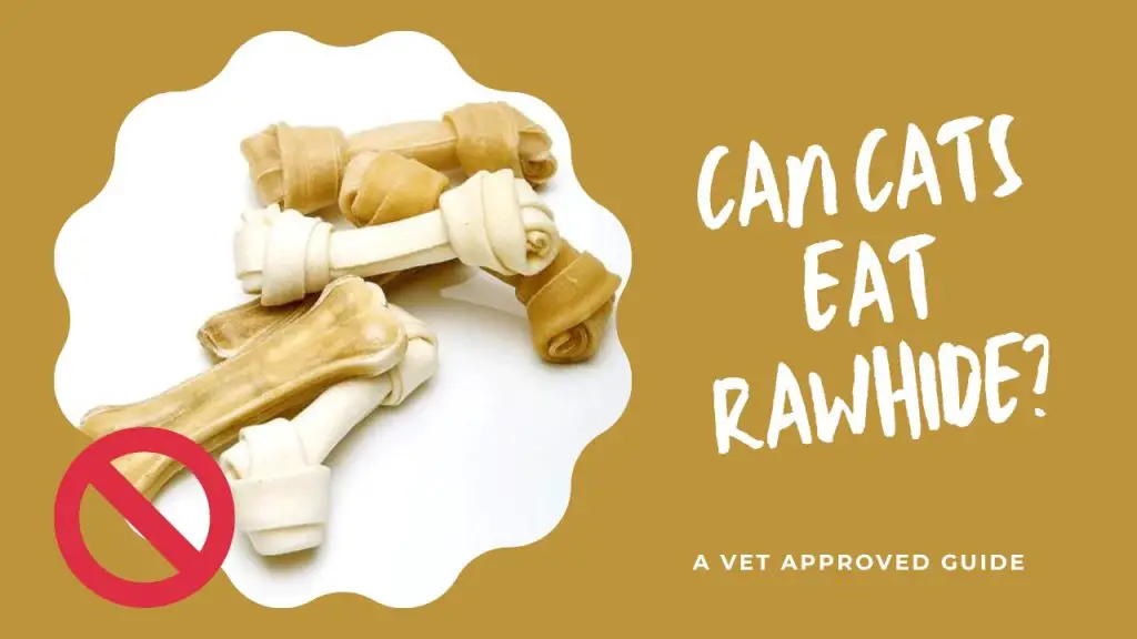 Can Cats Eat Rawhide