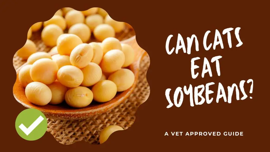 Can Cats Eat Soybeans