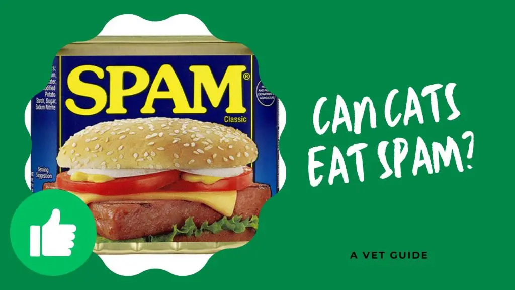 Can Cats Eat Spam