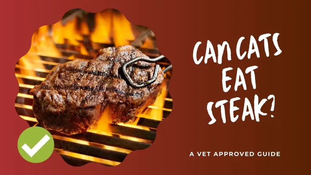 Can Cats Eat Steak