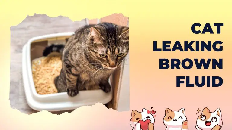 why-is-my-cat-leaking-brown-fluid-best-treatment