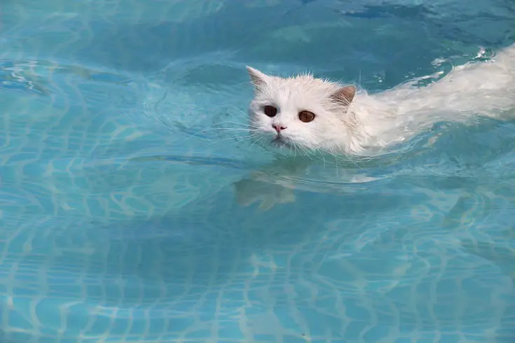 Cats Lack the Instinct to Swim