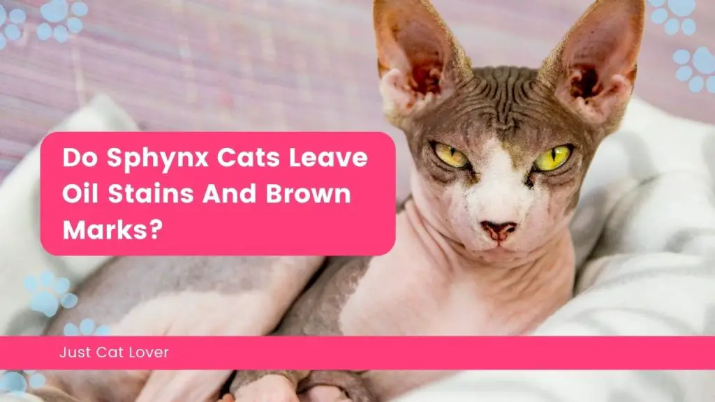 Do Sphynx Cats Leave Oil Stains And Brown Marks