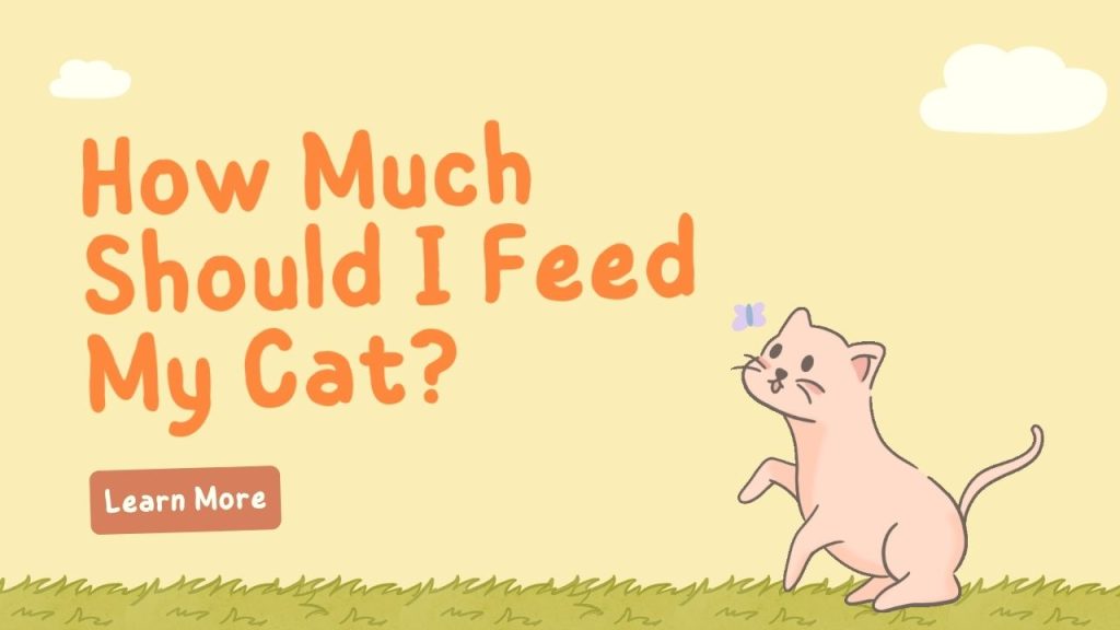 How Much Should I Feed My Cat