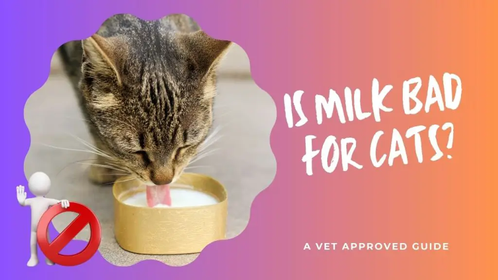 Is Milk Bad for Cats