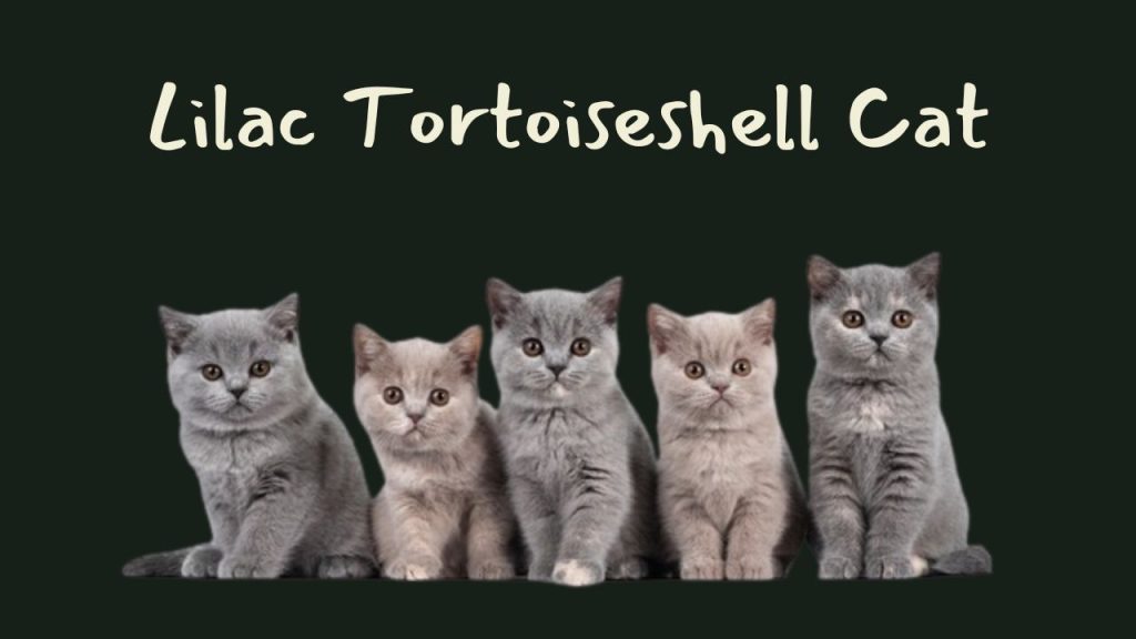 Lilac Tortoiseshell Cat