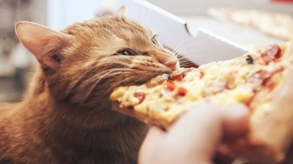 Pizza Toppings That Are Toxic for Cats
