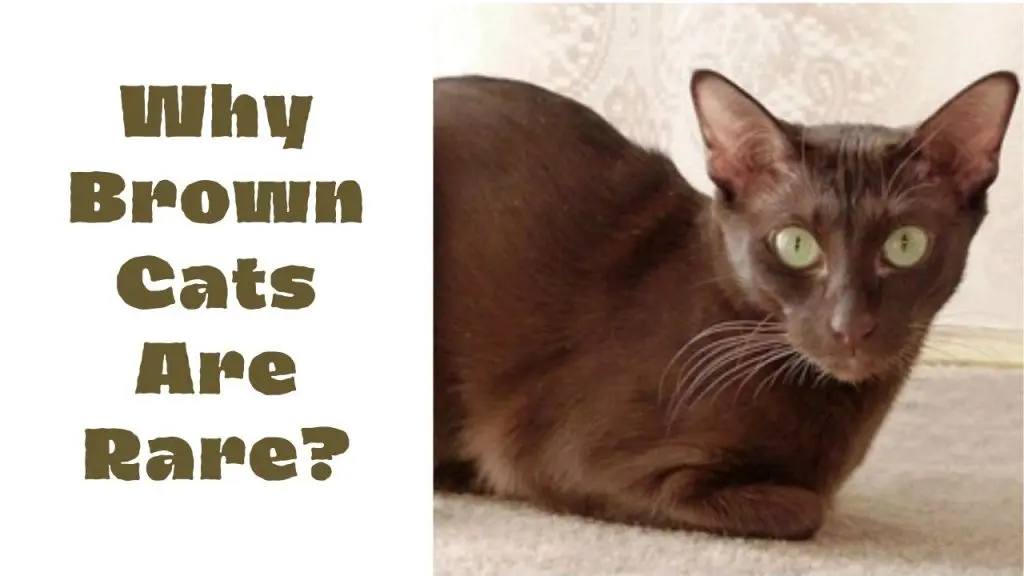 Why Brown Cats Are Rare