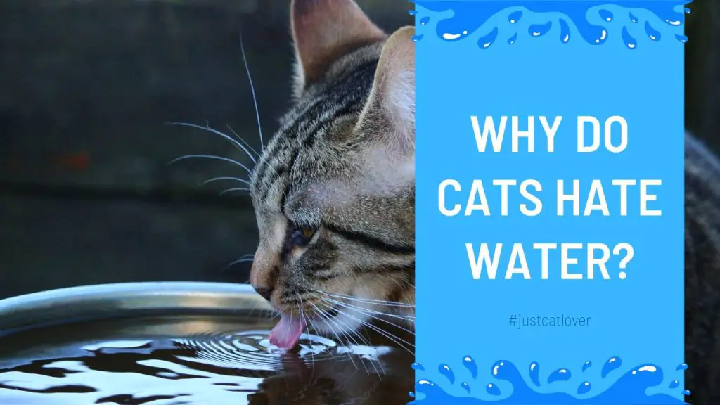 Why Do Cats Hate Water