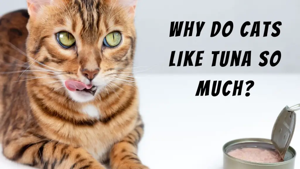 Why Do Cats Like Tuna So Much