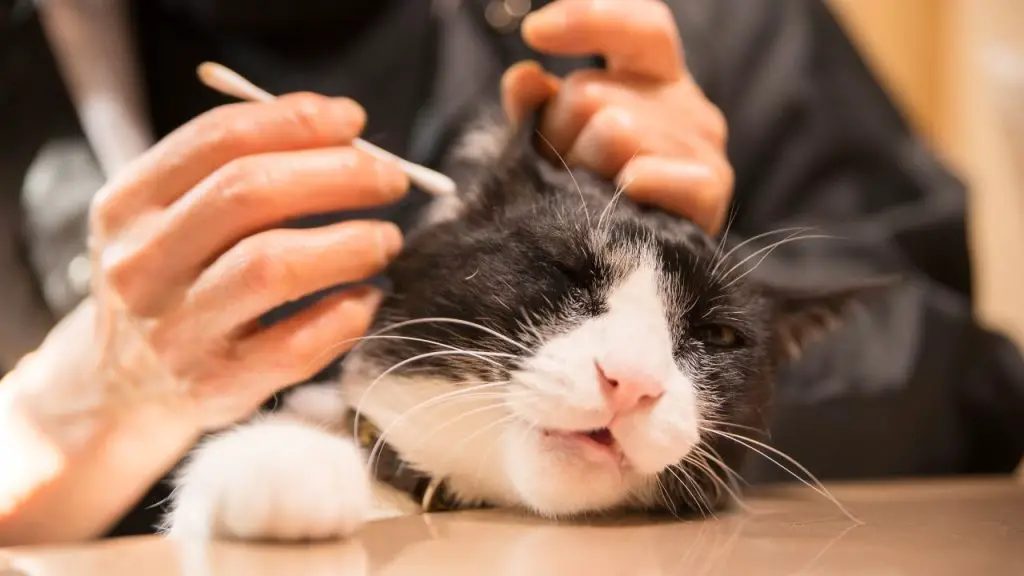 Will Rubbing Alcohol Kill Ear Mites In Cats