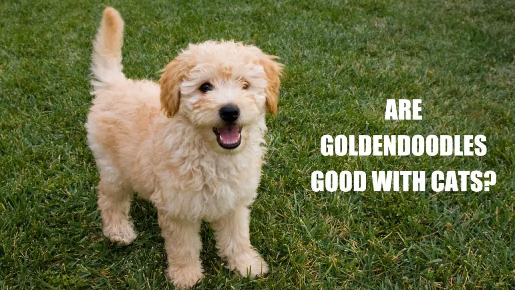 are goldendoodles good with cats