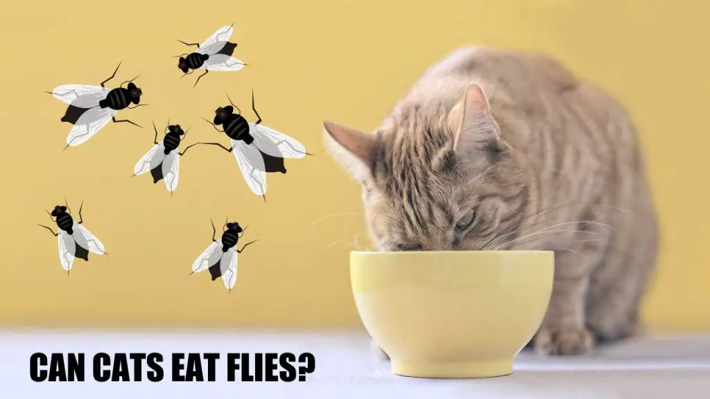 can cats eat flies