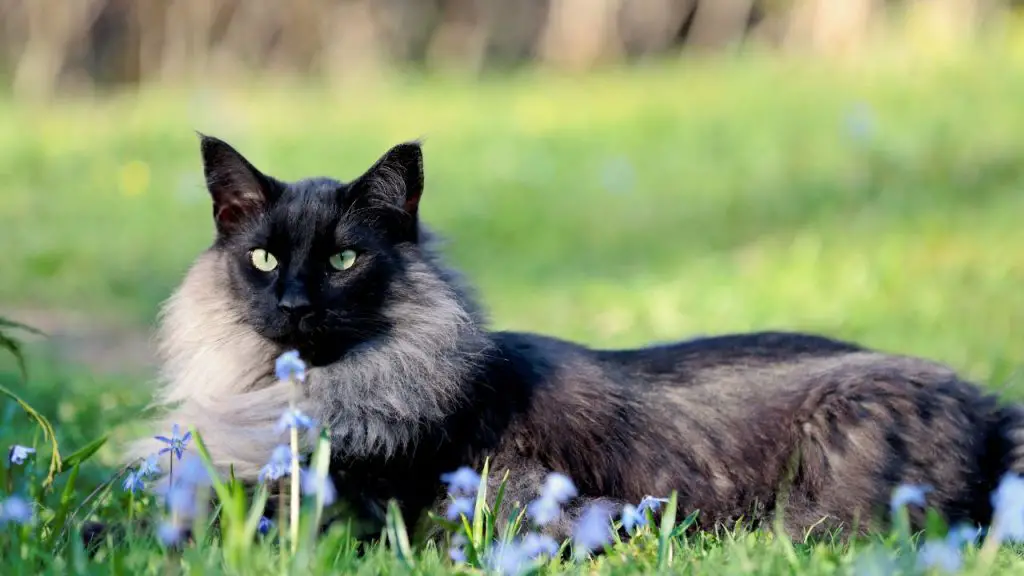 Black Smoke Cat