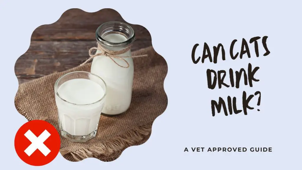 Can Cats Drink Milk