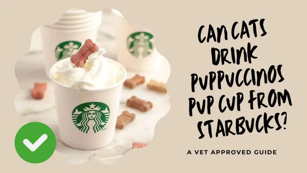 Can Cats Drink Puppuccinos Pup Cup From Starbucks