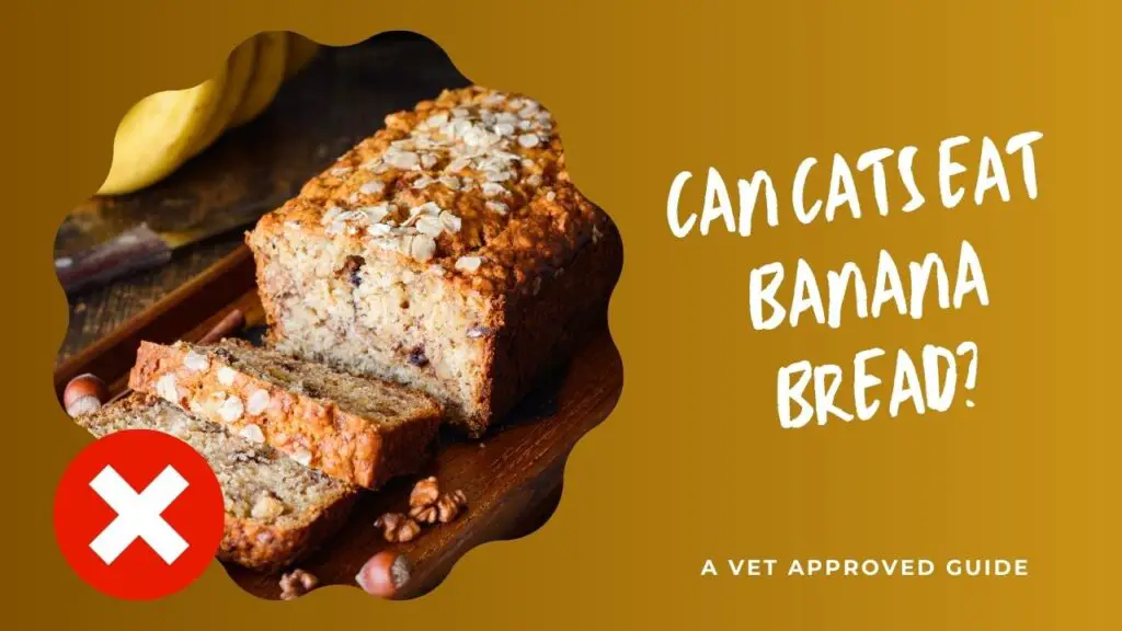 Can Cats Eat Banana Bread