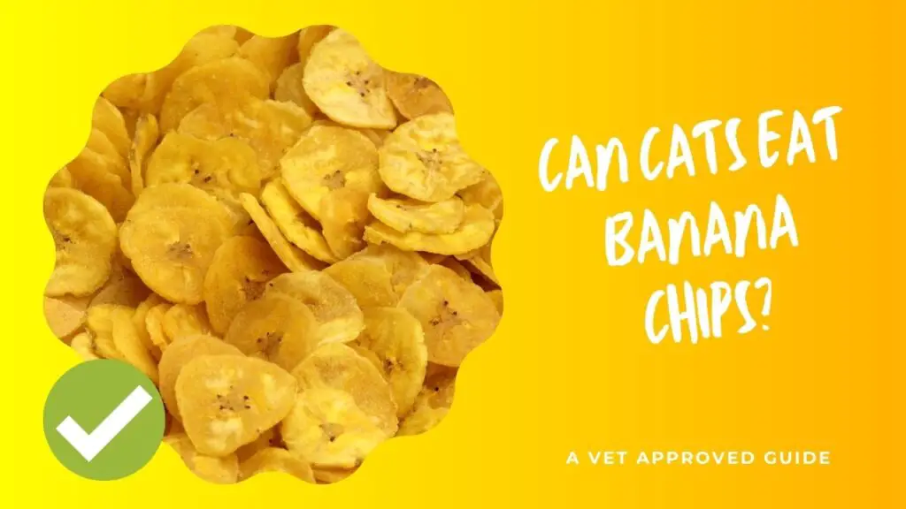 Can Cats Eat Banana Chips