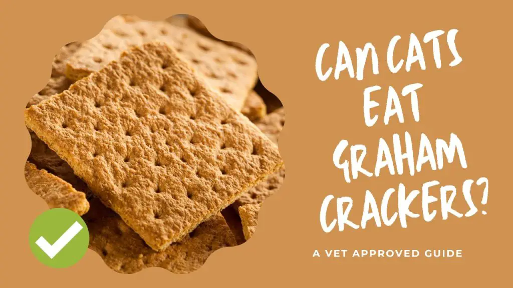 Can Cats Eat Graham Crackers