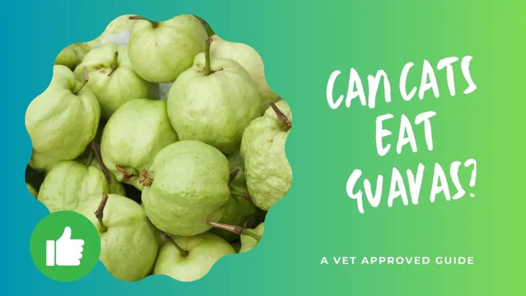 Can Cats Eat Guavas