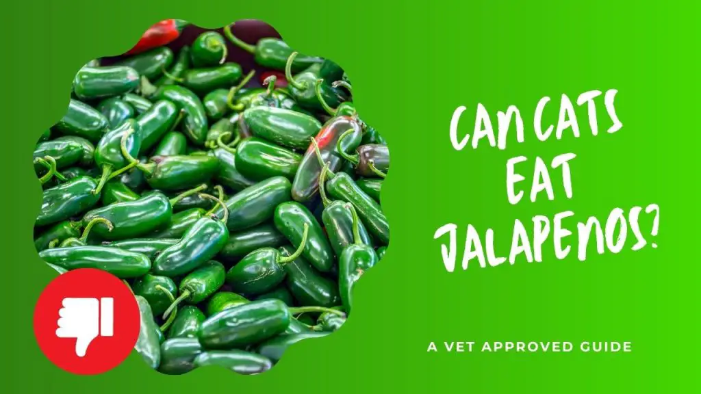 Can Cats Eat Jalapenos