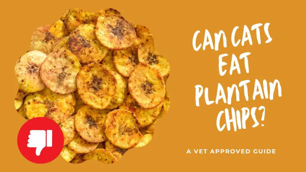 Can Cats Eat Plantain Chips