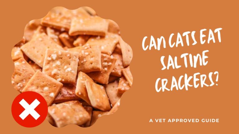 Can Cats Eat Saltine Crackers? (Surprising Facts)