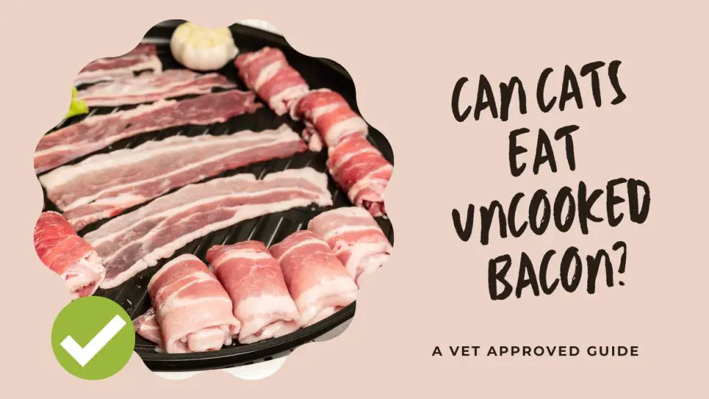 Can Cats Eat Uncooked Bacon