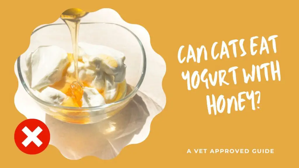 Can Cats Eat Yogurt With Honey