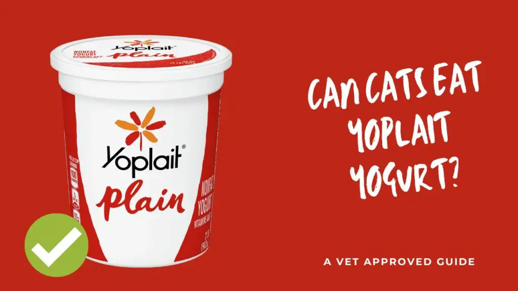 Can Cats Eat Yoplait Yogurt