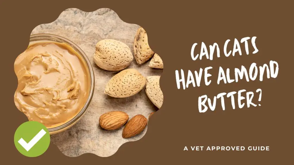 Can Cats Have Almond Butter