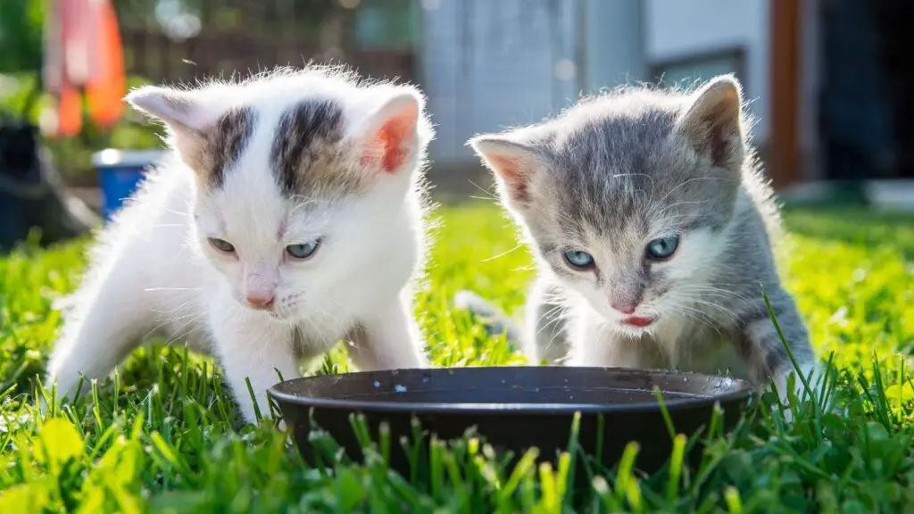 Can Kittens Drink Milk From Other Animals