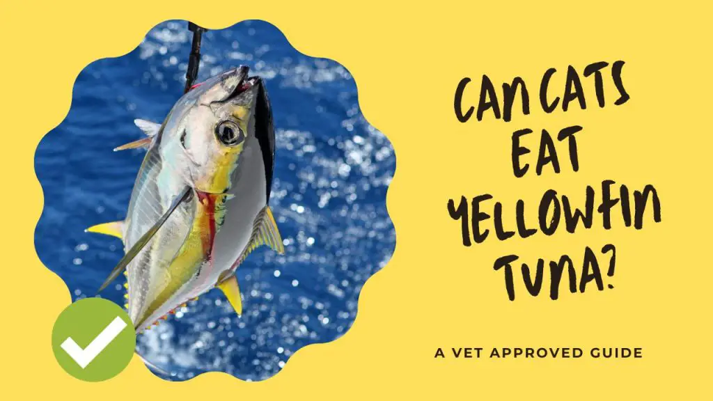 Can cats eat yellowfin tuna