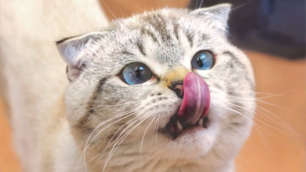 Cat Licking Lips