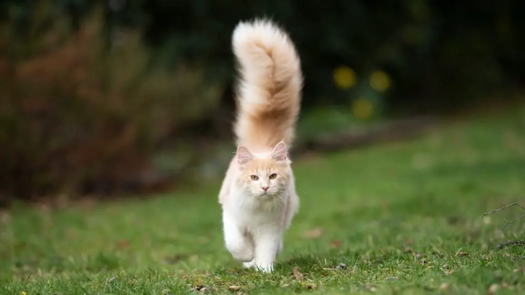Do Cats Know Their Tail Is Theirs