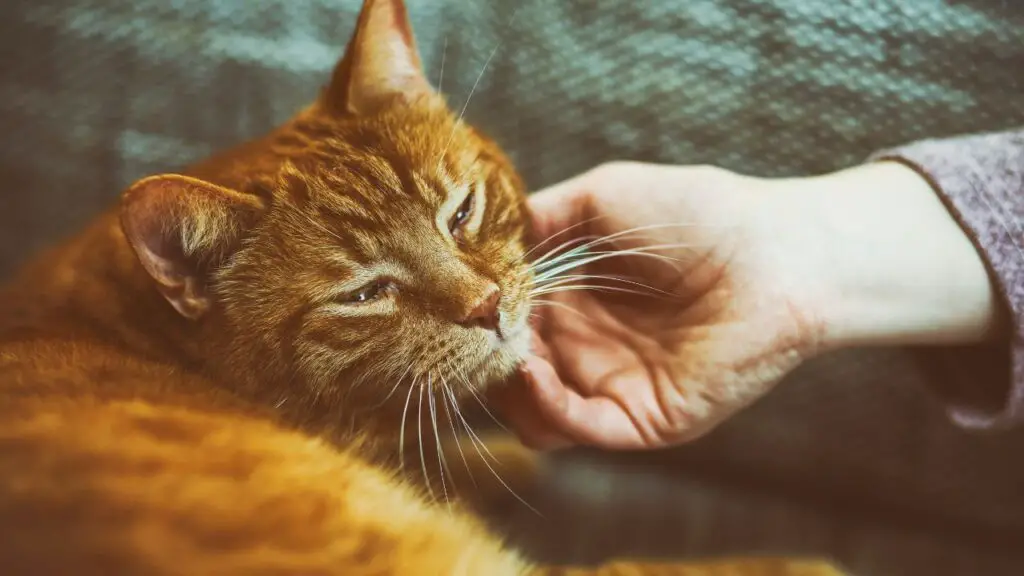 Do Cats Know When You are Sick