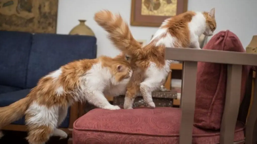 Why Do Cats Lick Each Other Bums Explained