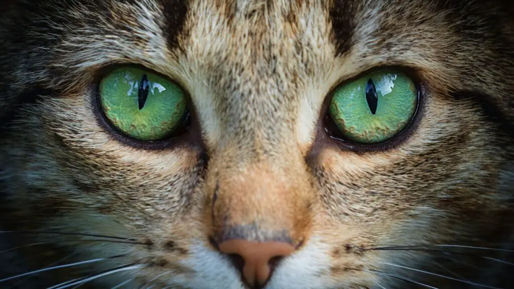 why do cats' eyes dilate when they attack