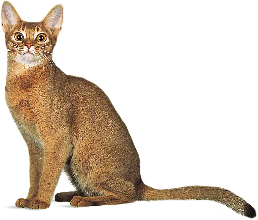 Abyssinian