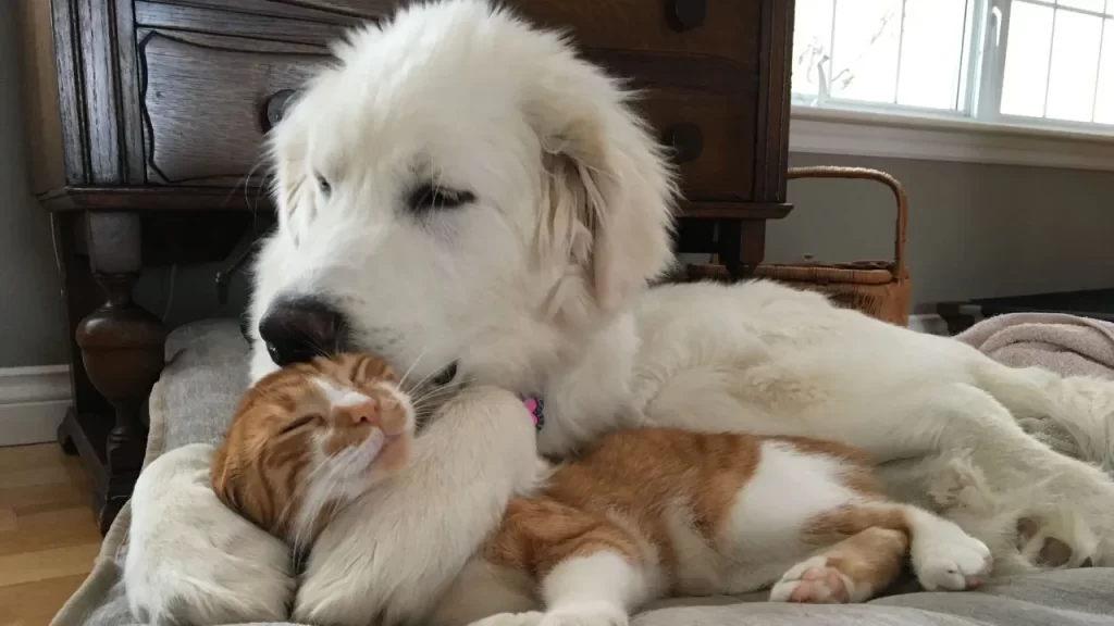 Are The Great Pyrenees Good With Cats