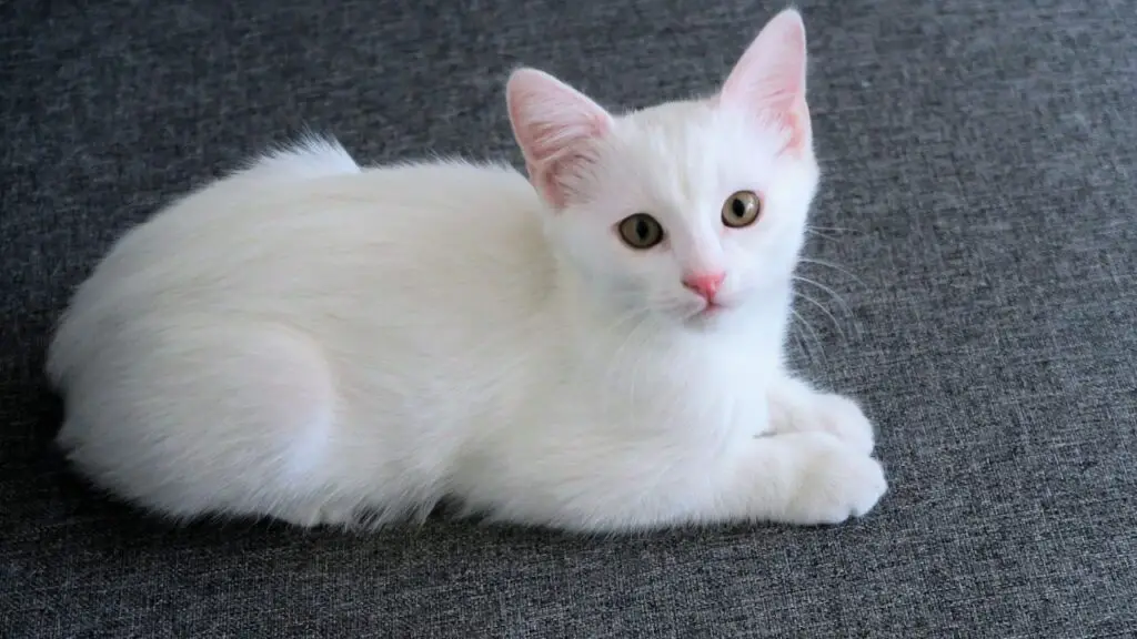 Are White Cats Male Or Female