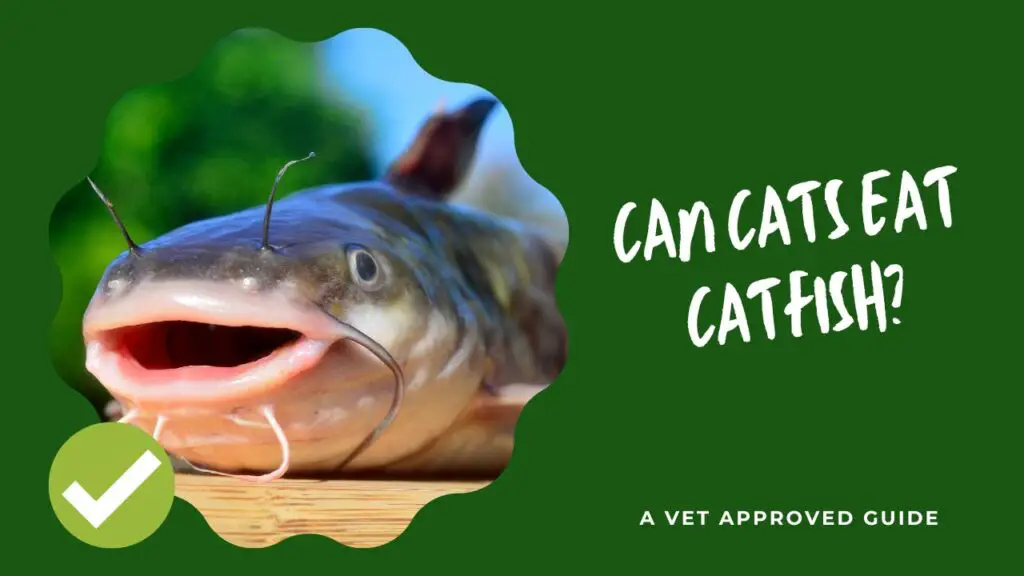 Can Cats Eat Catfish
