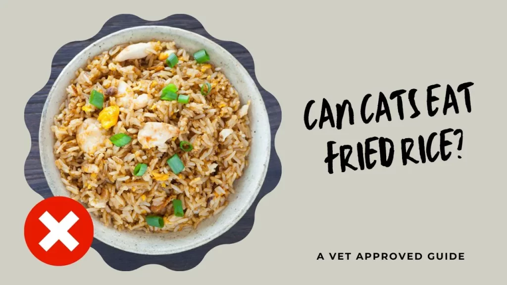 Can Cats Eat Fried Rice