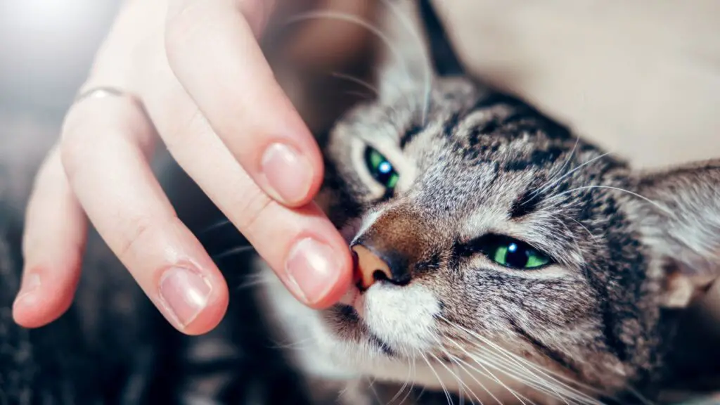 Can Cats Tell The Difference Between Male And Female Humans