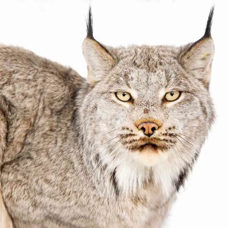 Canadian Lynx