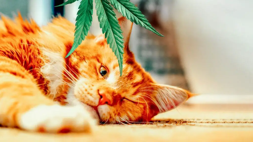 Do Cats Like Weed Smell