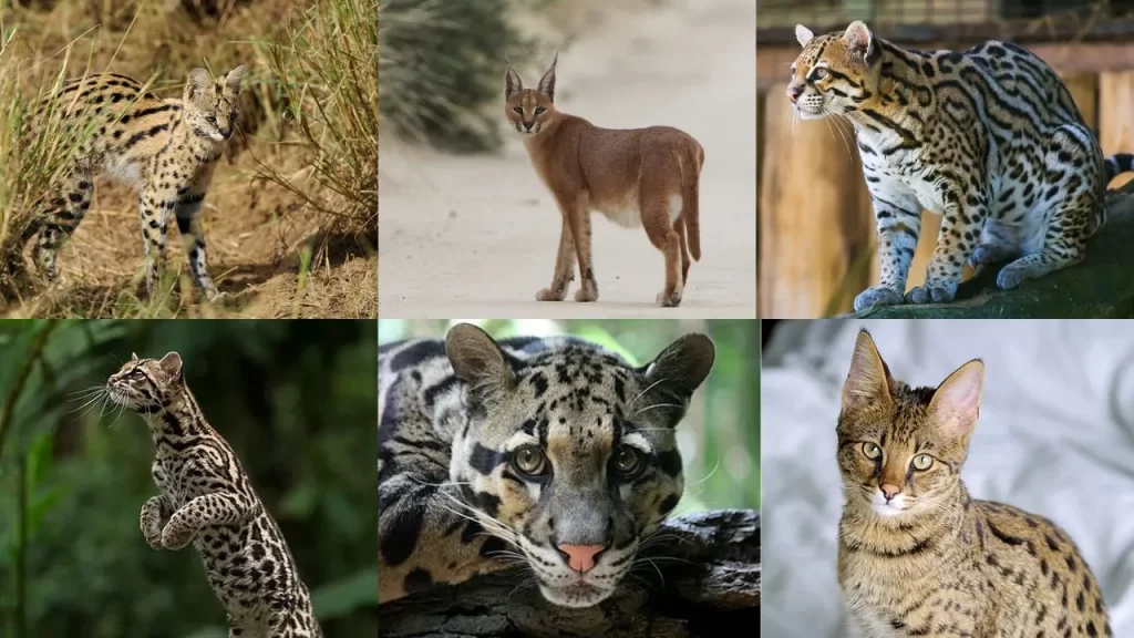 Exotic Cats You've Never Seen Before
