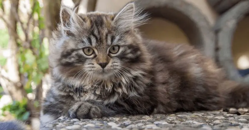 German Longhair